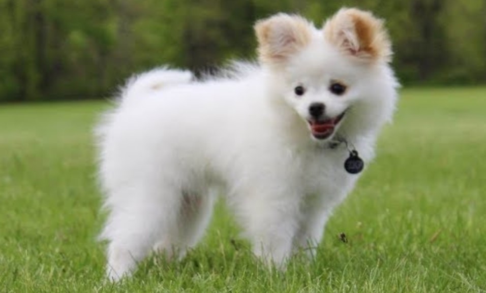 A Rare Dog Chihuahua Mix With Pomeranian