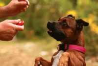 How To Train A Dog With Clicker