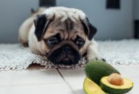 Can Dog Eat Avocado and Be Fine