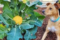 Can dog eats cauliflower
