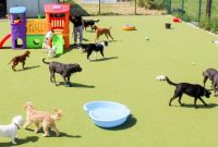 Daycare for Puppies A Fun way to Care For Your Pet