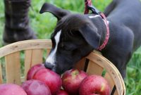 Dogs Eat Apples, Its Safe