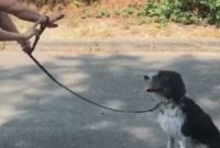 Tips How To Train A Dog Heel the Smart Way