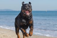Rottweiler Pitbull Mix The Perfect Dog