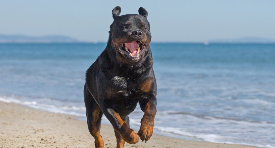 Rottweiler Pitbull Mix The Perfect Dog
