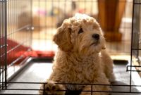 Train a Puppy in a Crate