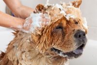 How often to bathe a dog
