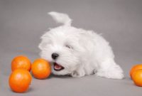 dog eats oranges