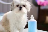 Flea dog shampoo