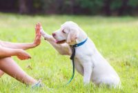 How To 100 Training Tips Dogs Should Know for All Who Have