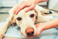 10 Symptoms of Parvo in Dogs